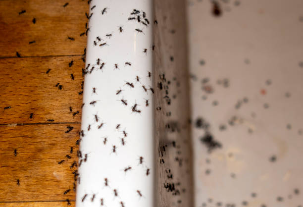 Best Local Pest Control Services  in Cao, ND